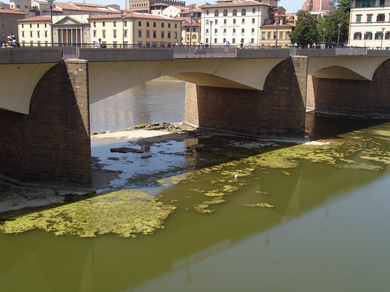 Siluro in Arno a Firenze